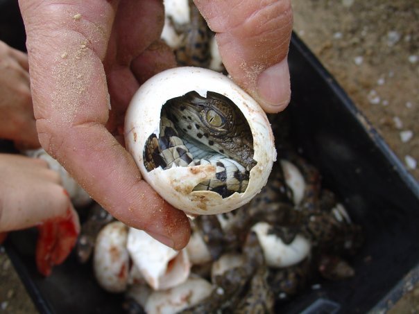 Crocodile Eggs Hatching